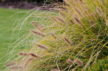 pennisetum plant in the garden

