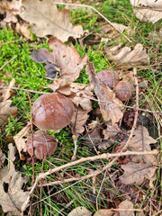 Polish boletus mushrooms in the forest. 
