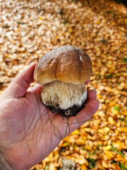 Boletus in hand, edible mushroom