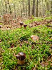 Polish boletus mushrooms in the forest. 
