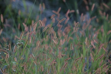 Soft Wild Grass Seed Heads. A close-up, natural view of wild grass seed heads (foxtail or similar) with soft focus, showing green and reddish-brown colors. Creates a subtle, delicate nature background
