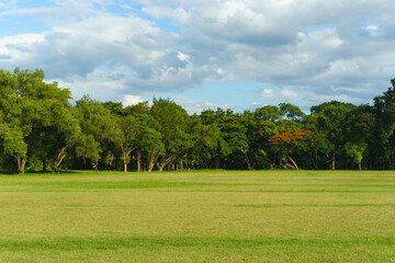 Peaceful green meadow with vibrant trees under a bright blue sky and fluffy clouds, perfect for nature backgrounds, environment themes, and landscape design presentations.