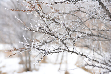 Frost-Kissed Winter Branches of bare tree