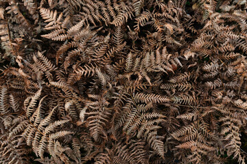 Aerial view of a fern thicket. The leaves have dried and turned brown after the autumn frosts. Background. Pattern.