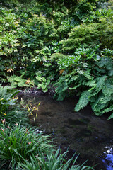 Fototapeta premium Freshness in the forest in summer