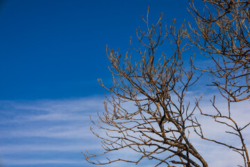 Bare tree branches against a vibrant blue and white streaked sky, symbolizing winter or autumn