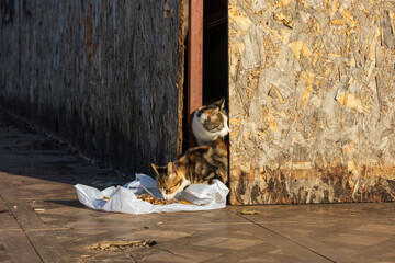 Two stray cats eating food from a plastic bag near a weathered wooden construction wall, urban wildlife