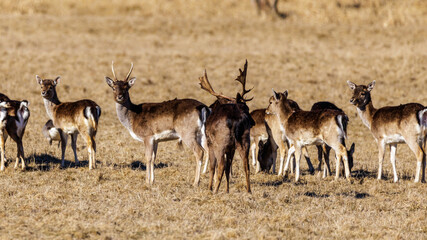 Damwild (Dama dama)