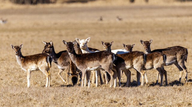 Damwild (Dama dama)
