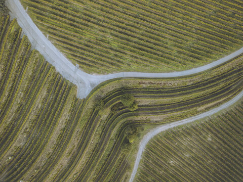 Aerial view of parallel rows of vineyards create a textured tapestry bisected by pale pathways, a geometric dance of agriculture and design, Tomino, Pontevedra, Spain.