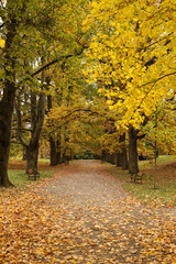 Obraz premium Autumnal park with yellow leaves and path in the foreground.
