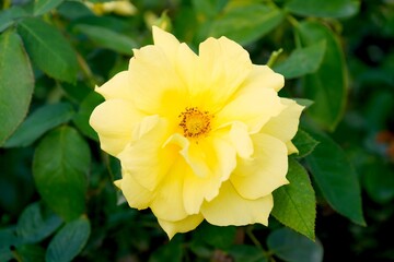 Beautiful Yellow Rose Bloom in Garden                               