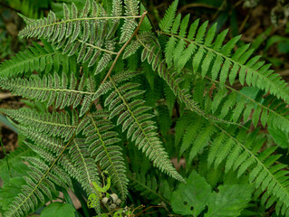 green fern leaves