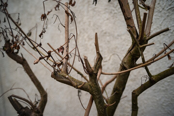 Dry Branches Against a Light Wall