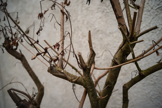 Dry Branches Against a Light Wall