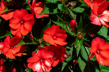 Impatiens walleriana known as Busy Lizzie flower heads closeup background