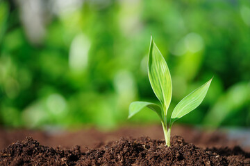 Tree growing with hand, eco earth day, save world, save earth, go green