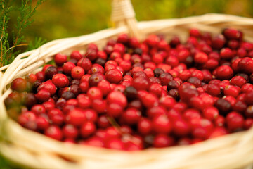 Close up of basket with fresh cranberries in forest. Autumn harvest, forest gifts, healthy berries, vitamins during illness, homemade drinks, forest walk, beautiful autumn weather, fairy forest mood.