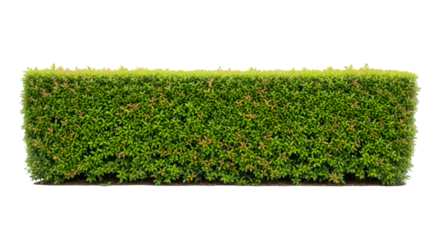 Perfectly Trimmed Green Hedge on Black Background bush