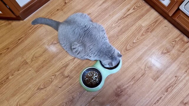 Top down view of a grey domestic shorthair cat eating dry kibble from a green double feeder bowl. Shows a pet feeding time on a light brown wooden parquet floor for daily animal household nutrition.