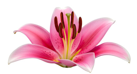 Pink Lily Flower with Detailed Stamen and Petals bloom
