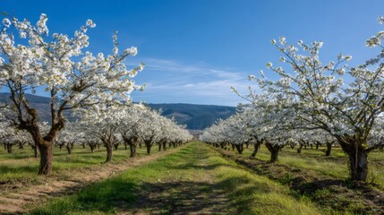 Blossom filled fruit trees creating a beautiful spring landscape, showing rows of plants in an agricultural field