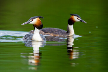 Two Great Crested Grebe Birds