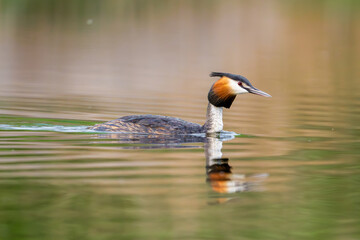 Great Crested Grebe Bird