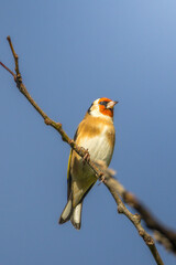 European Goldfinch perched on a branch in the morning light