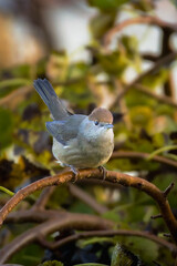 Eurasian Blackcap perched on a branch in the morning light