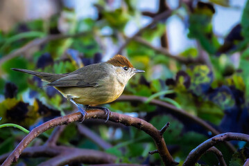 Eurasian Blackcap perched on a branch in the morning light