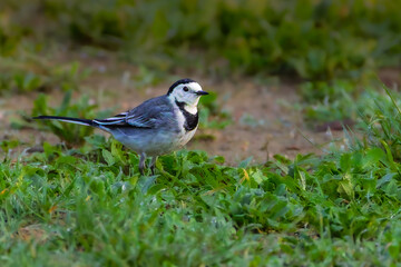 White Wagtail in the morning light