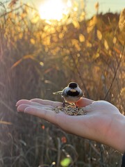 bird in the hand