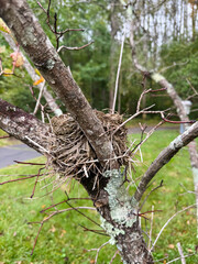 Bird Nest Nestled in Bare Tree Fork