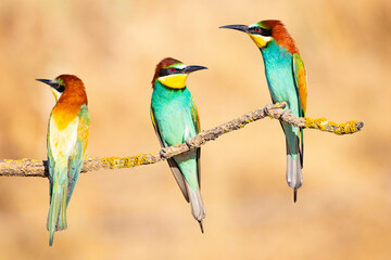 Bee-eater