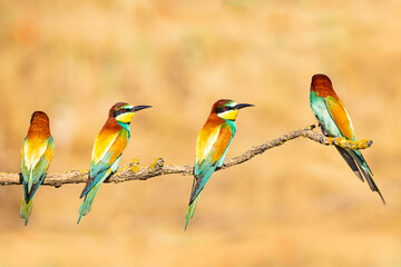 Bee-eater