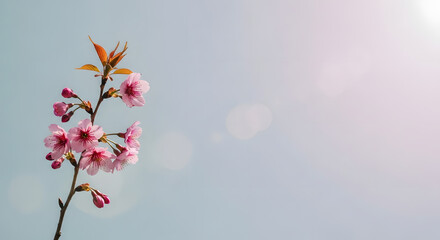 Delicate pink cherry blossom branch against a soft blue sky with a gentle lens flare effect