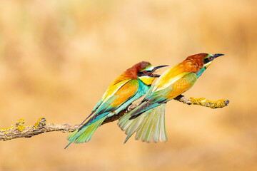 Bee-eater
