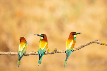 Bee-eater