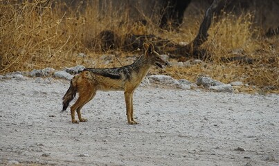 An adult black-backed jackal roams the dry African savannah in search of prey, Lupulella mesomelas. Namibia. © Thomas