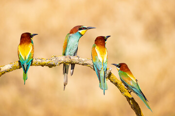Bee-eater