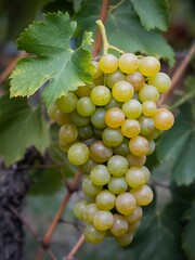 Fototapeta premium Close-up of a ripe bunch of green grapes hanging on a vine with leafy background