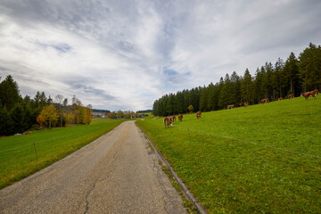 Fototapeta premium landscape with cows on a mountain meadow in autumn