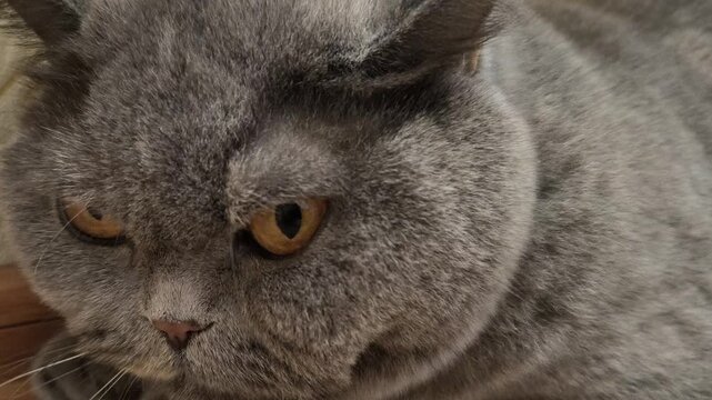 British Shorthair cat with plush grey fur lying on patterned carpet near ornate wallpaper. Amber eyes and grumpy face add charm to this cozy, vintage-style indoor pet scene.