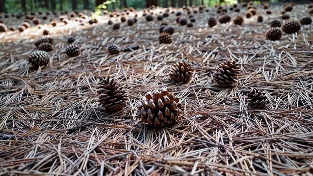 Low-angle video frame capturing scattered pine cones on a forest floor, emphasizing natural textures and a serene woodland atmosphere.
