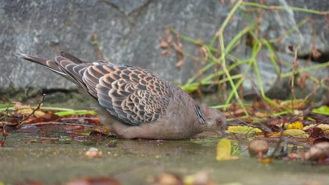 Oriental Turtle Dove Drinking Water from Puddle After Rain and Flying Off