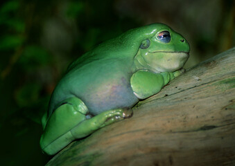 Korallenfinger-Laubfrosch (Ranoidea caerulea) auch Korallenfinger, Australien und Neuguinea