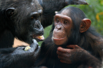 Schimpansen (Pan) Alttier mit Jungem, Portrait 