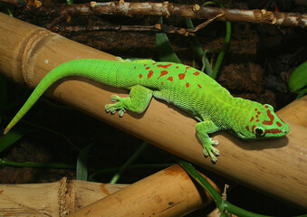 Madagaskar-Taggecko (Phelsuma madagascariensis) auf bambusstange