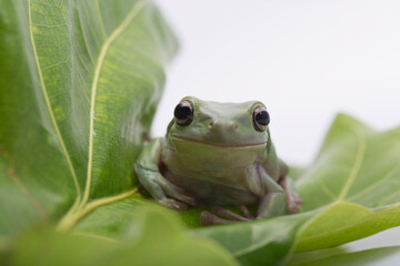 Dumpy frog litoria caerulea on white background